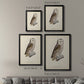 French Owls V - Modern Framed Canvas Print