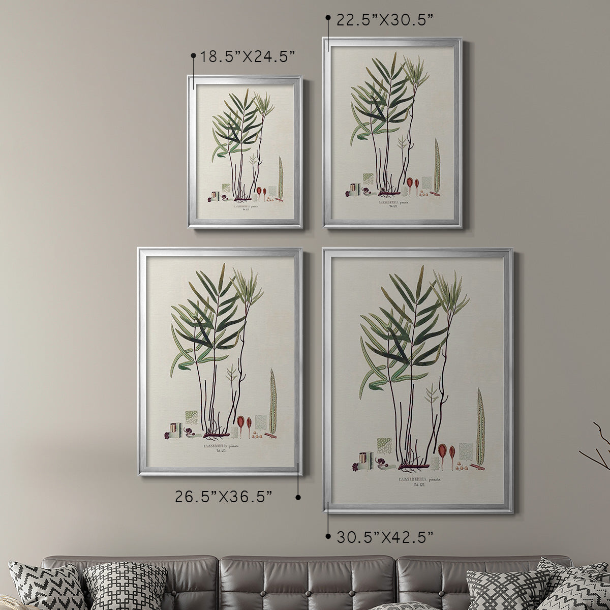 Botanical Society Ferns XI - Modern Framed Canvas Print