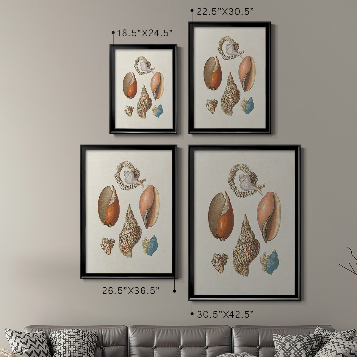 Knorr Shells & Coral I - Modern Framed Canvas Print