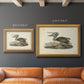 Audubons Brown Pelican - Ornate Framed Canvas Print