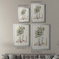 Botanical Society Ferns XI - Modern Framed Canvas Print