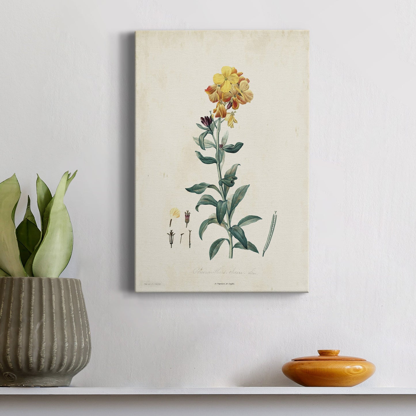 Traditional Botanical III Premium Gallery Wrapped Canvas - Ready to Hang