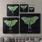 Luna Moth II - Canvas Art Print