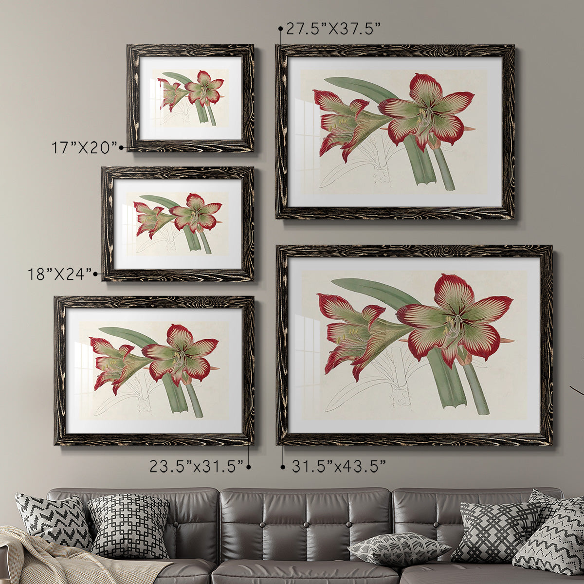 Amaryllis Varietals IV-Premium Framed Print - Ready to Hang