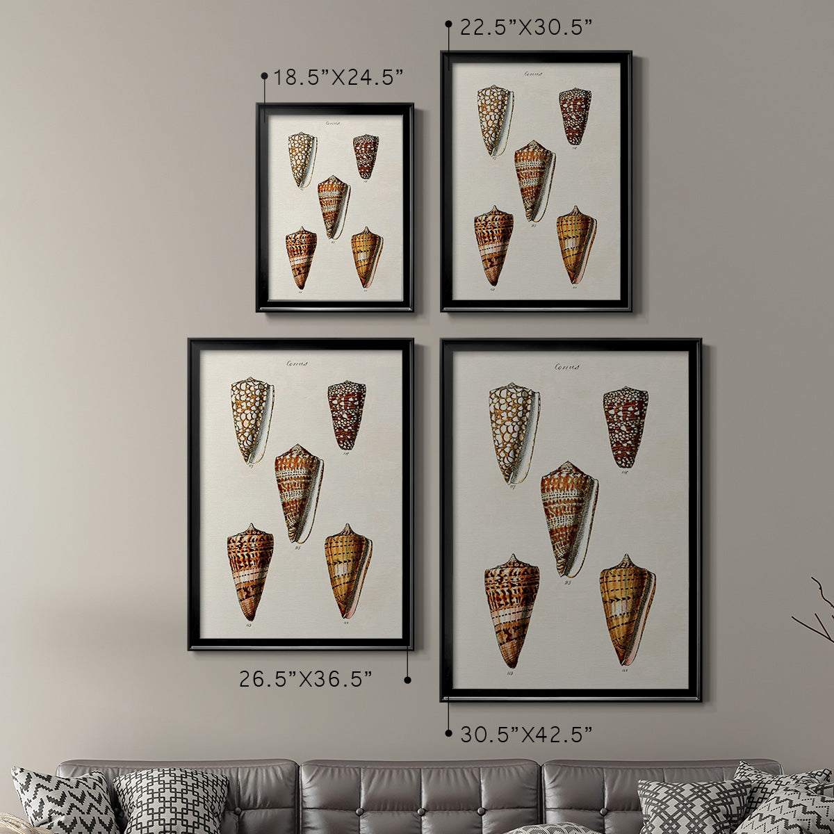 Cone Shell Collection II - Modern Framed Canvas Print