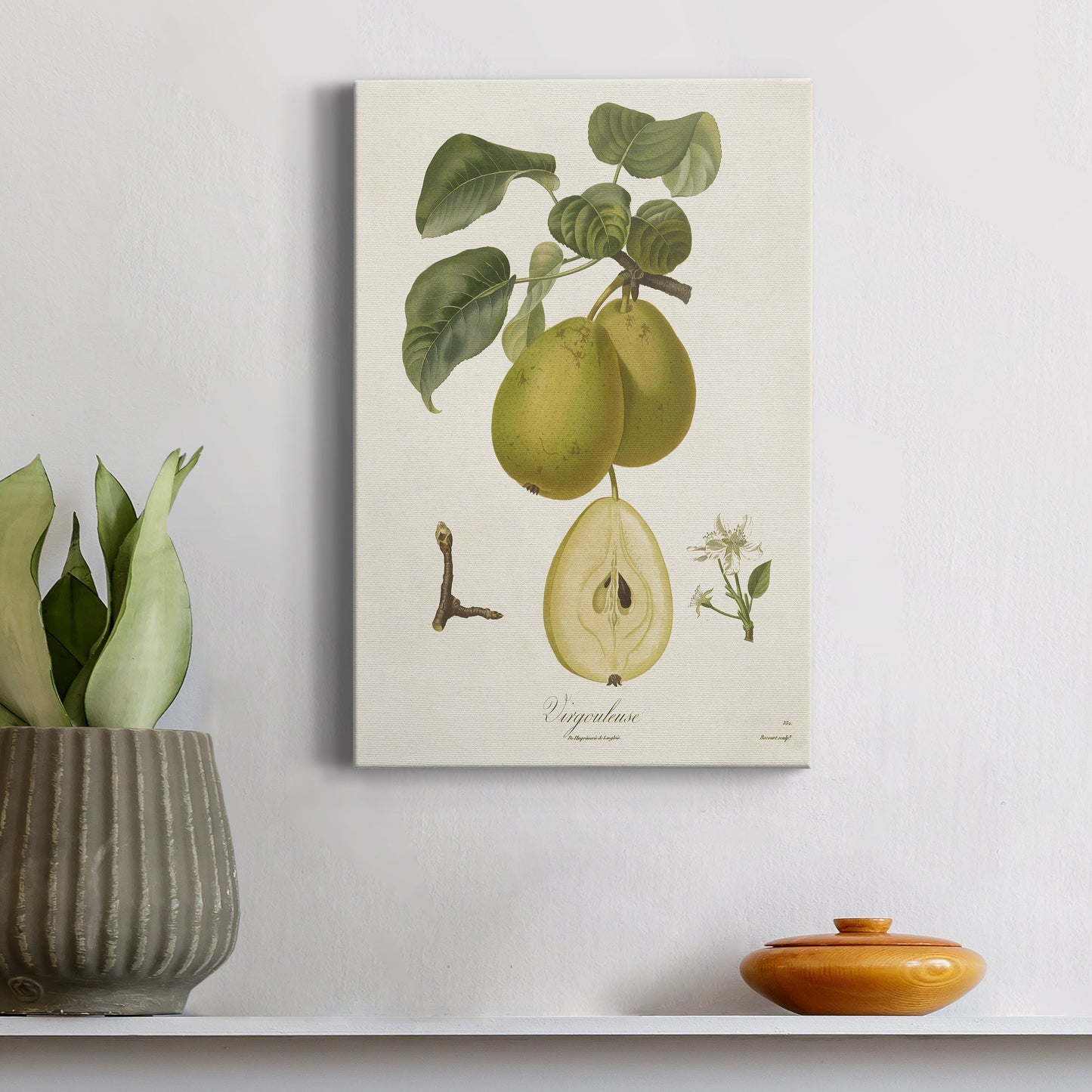 Vintage Pears III Premium Gallery Wrapped Canvas - Ready to Hang