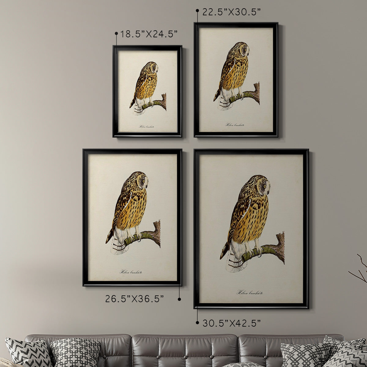 French Owls II - Modern Framed Canvas Print