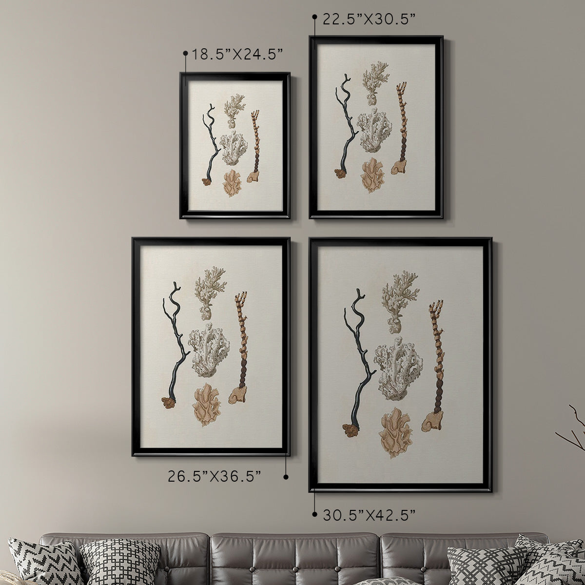 Knorr Shells & Coral V - Modern Framed Canvas Print