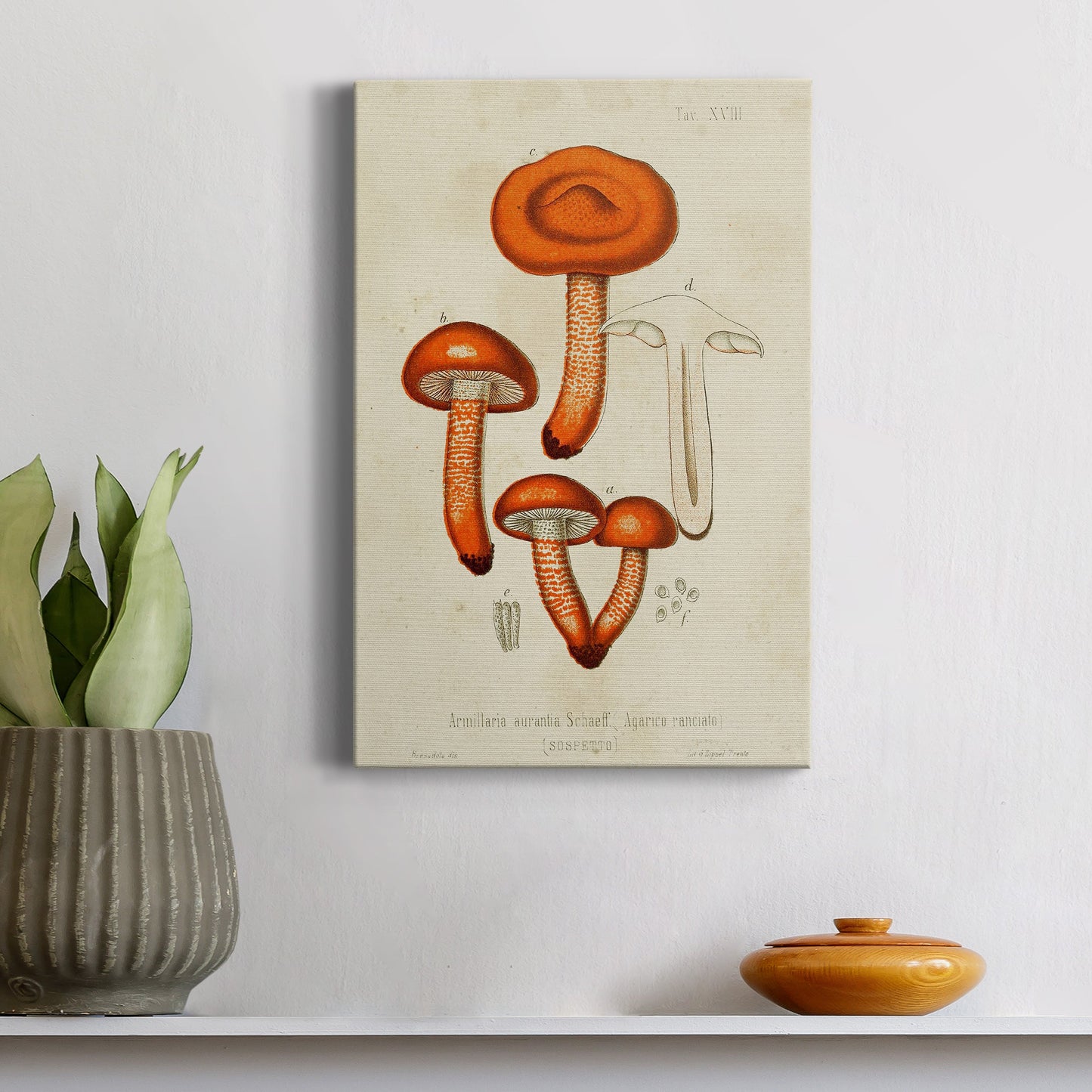 Mushroom Varieties IV Premium Gallery Wrapped Canvas - Ready to Hang