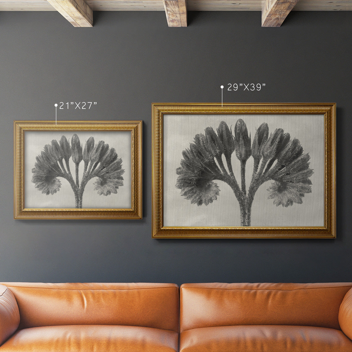 Vintage botanical plant study photograph by Karl Blossfeldt in an ornate traditional gold frame shown in multiple size options.