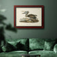 Audubons Brown Pelican - Ornate Framed Canvas Print