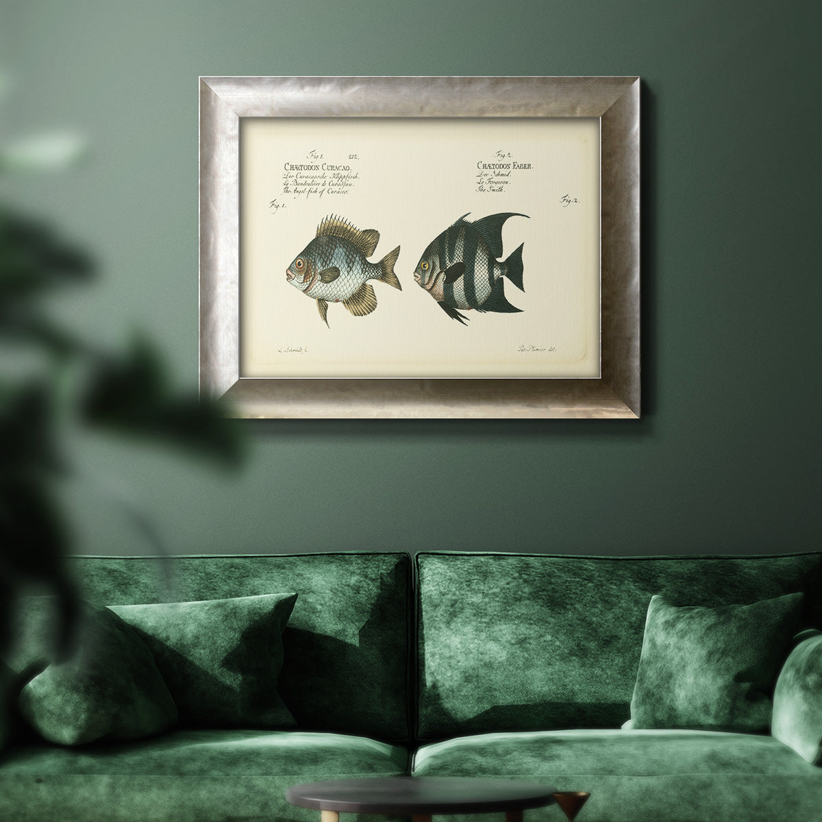 Bloch Antique Fish II Premium Framed Canvas- Ready to Hang