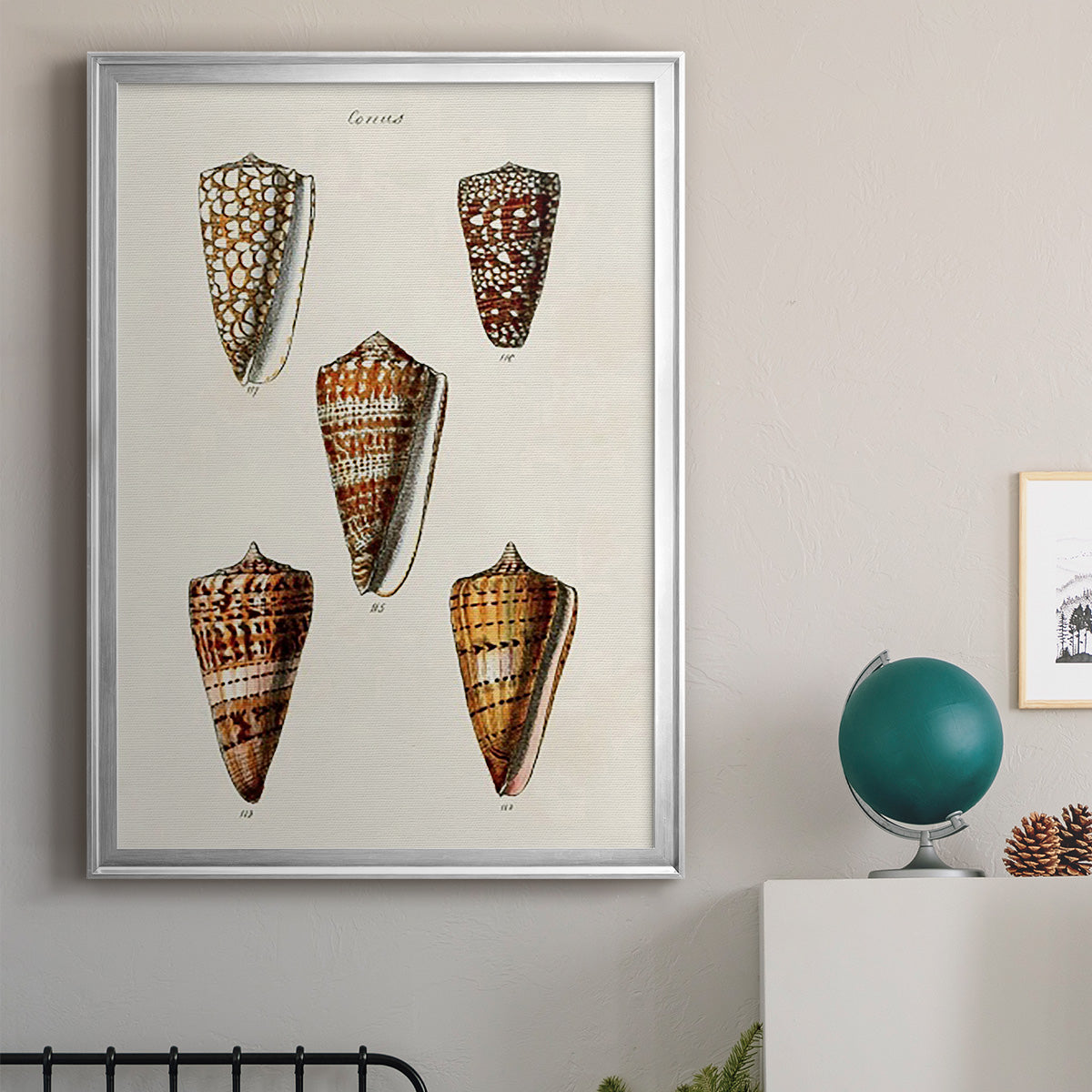 Cone Shell Collection II - Modern Framed Canvas Print