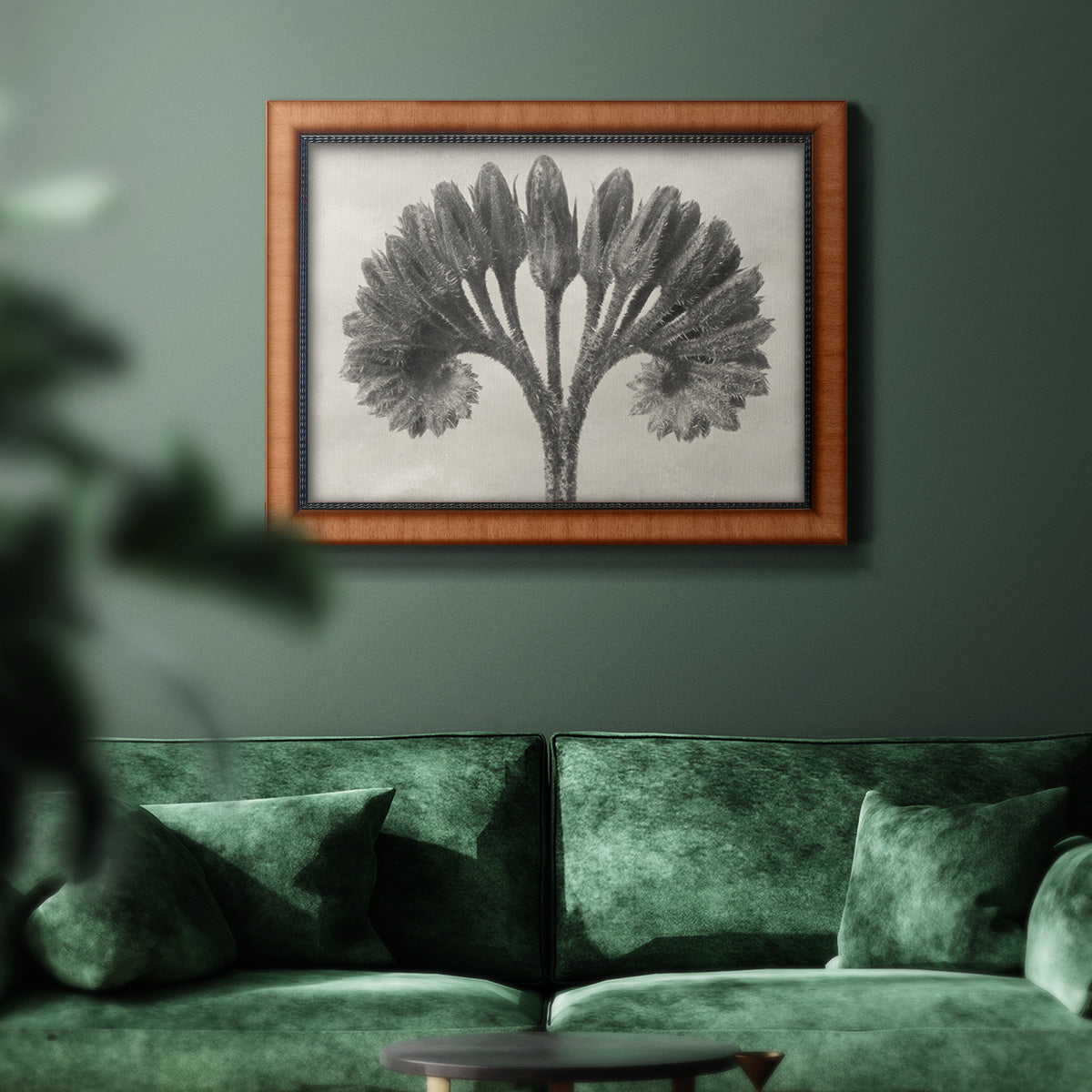 Vintage botanical plant study photograph by Karl Blossfeldt in an ornate vintage burl wood frame displayed in a dark-toned interior setting.