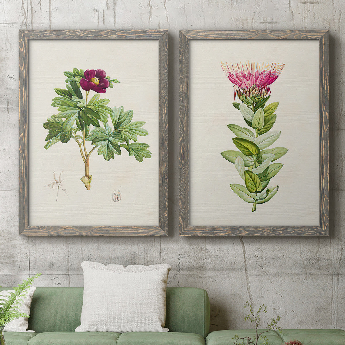 Set of two gray barnwood framed canvas prints depicting a coordinated art pair of pink flowering plant specimens rendered as vintage botanical plate illustrations above a sofa in a modern living room.