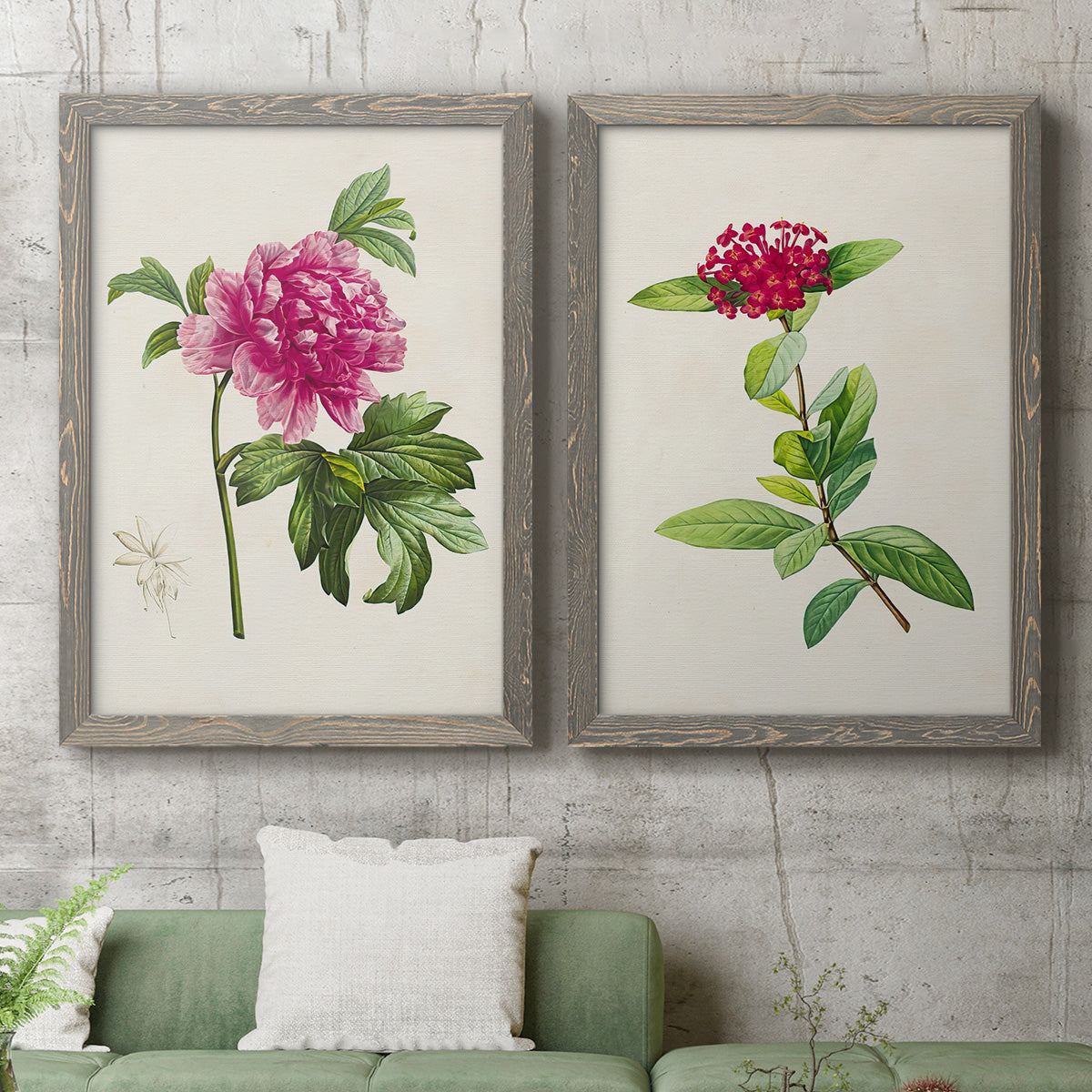Set of two gray barnwood framed canvas prints depicting a coordinated art pair of pink flowering plant specimens rendered as vintage botanical plate illustrations above a sofa in a modern living room.