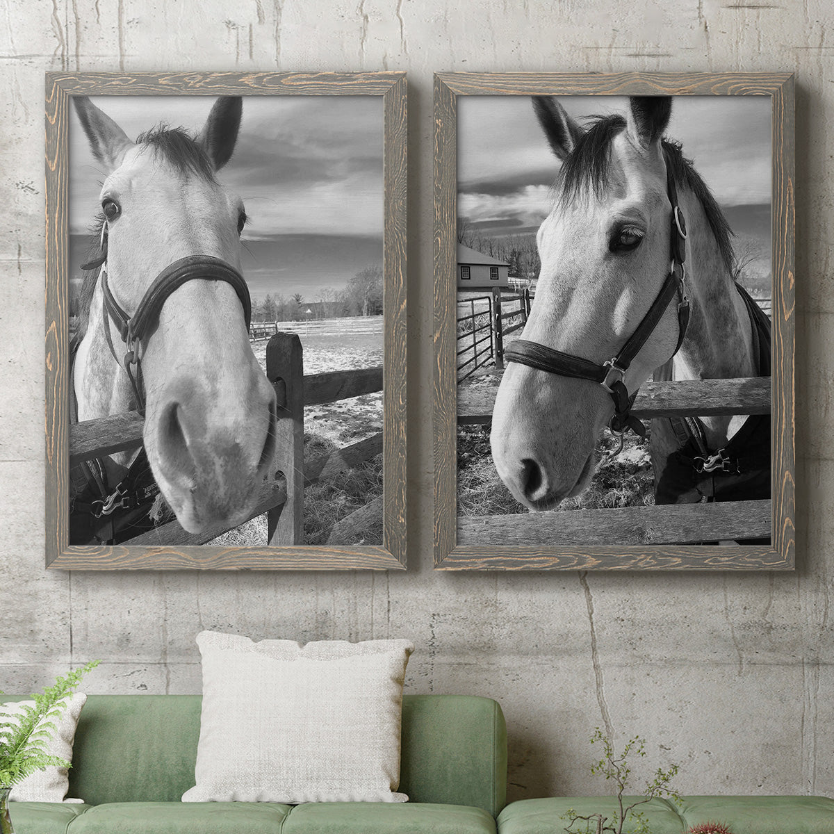 Set of two gray barnwood framed canvas prints depicting a coordinated art pair of black-and-white close-up portraits of horses at fences rendered as modern equestrian photography above a sofa in a modern living room.