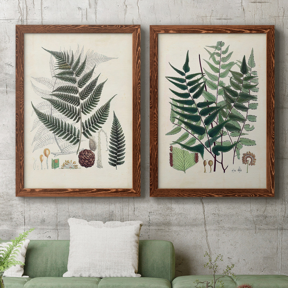 Set of two maple barnwood framed canvas prints depicting a coordinated art pair of vintage fern specimens with botanical details rendered as natural-history fern plates above a sofa in a modern living room.