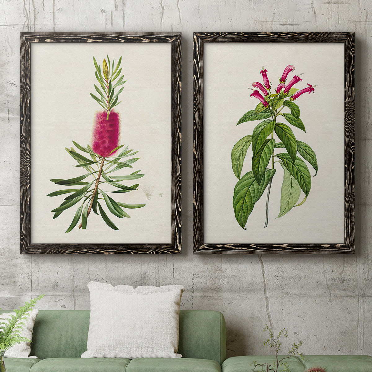 Set of two black barnwood framed canvas prints depicting a coordinated art pair of pink flowering plant specimens rendered as vintage botanical plate illustrations above a sofa in a modern living room.