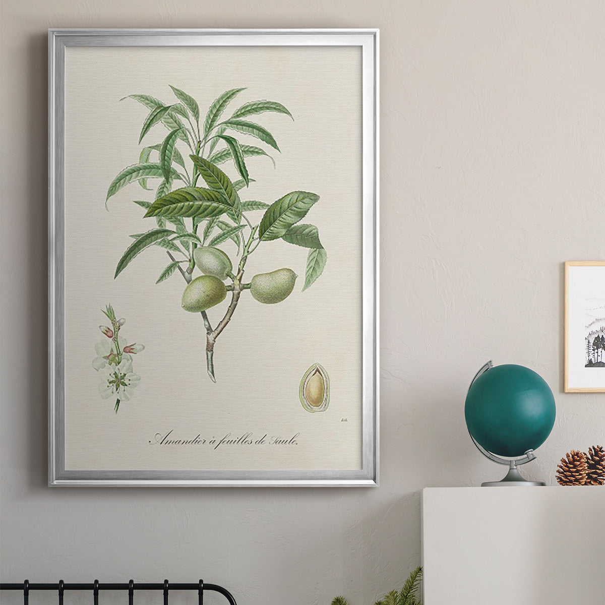 Antique Almond Botanical II - Modern Framed Canvas Print