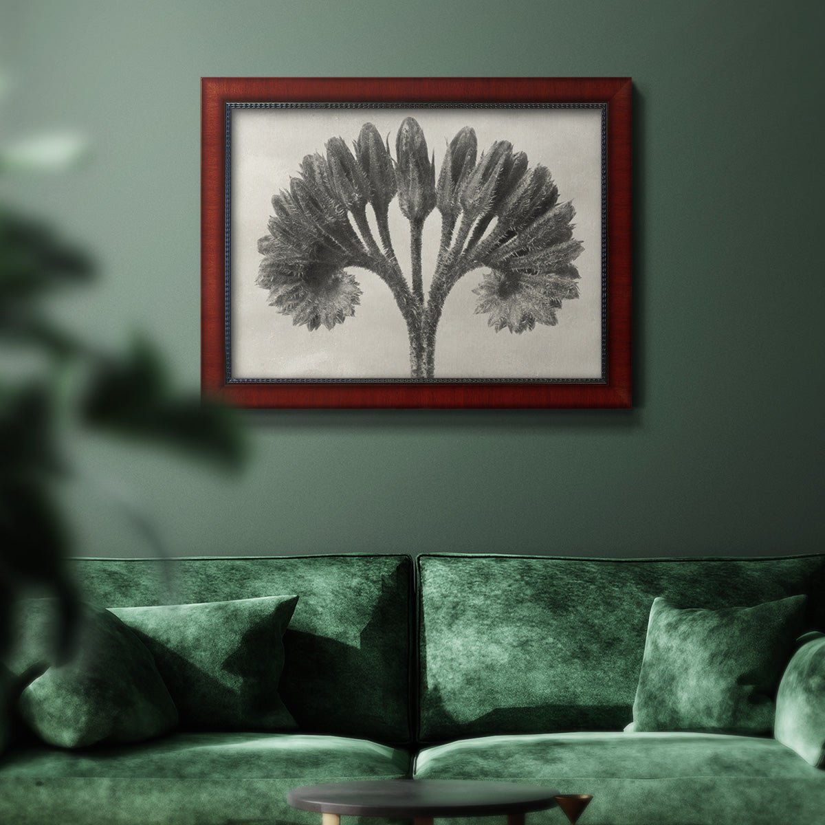 Vintage botanical plant study photograph by Karl Blossfeldt in an ornate cherry burl wood frame displayed in a dark-toned interior setting.