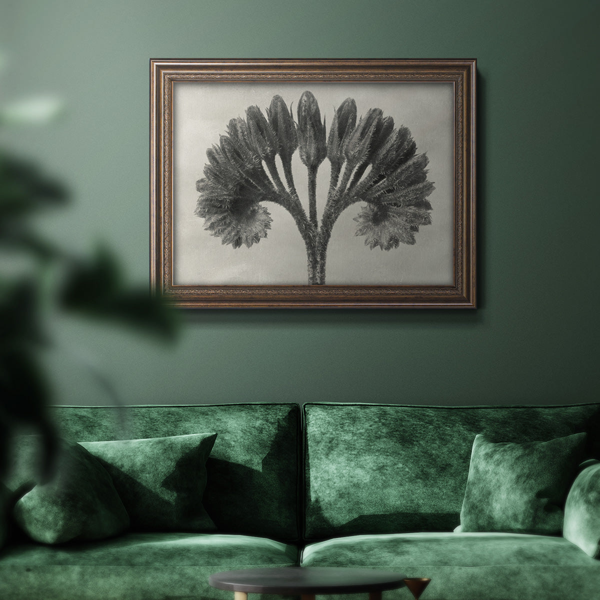 Vintage botanical plant study photograph by Karl Blossfeldt in an ornate traditional bronze frame displayed in a dark-toned interior setting.