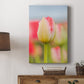 Twotone Tulip Premium Gallery Wrapped Canvas - Ready to Hang