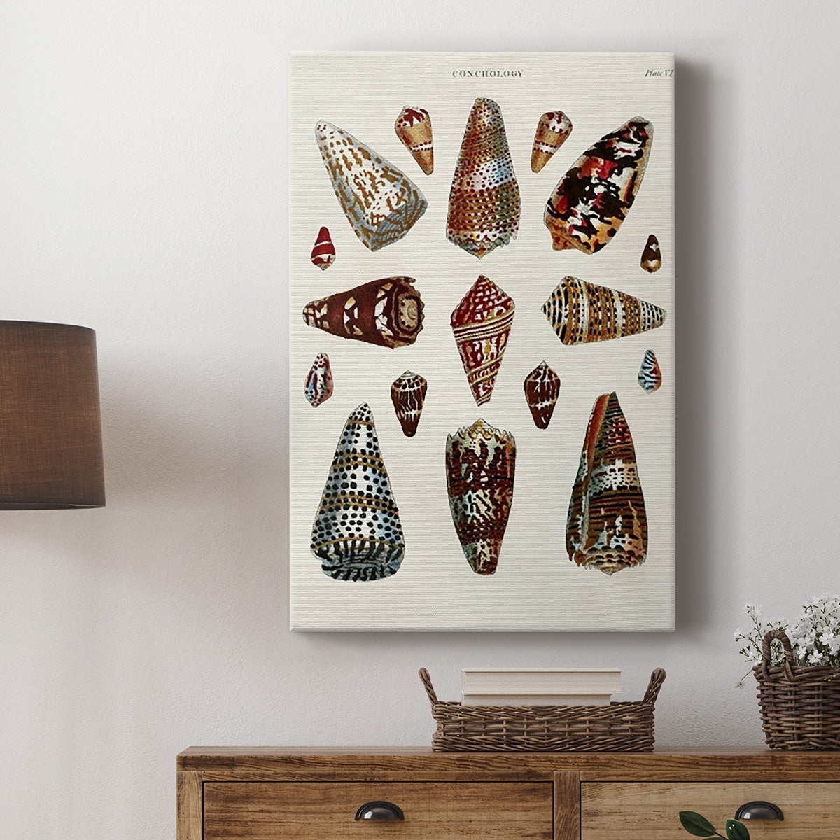 Spiral Shell Formation V - Canvas Art Print