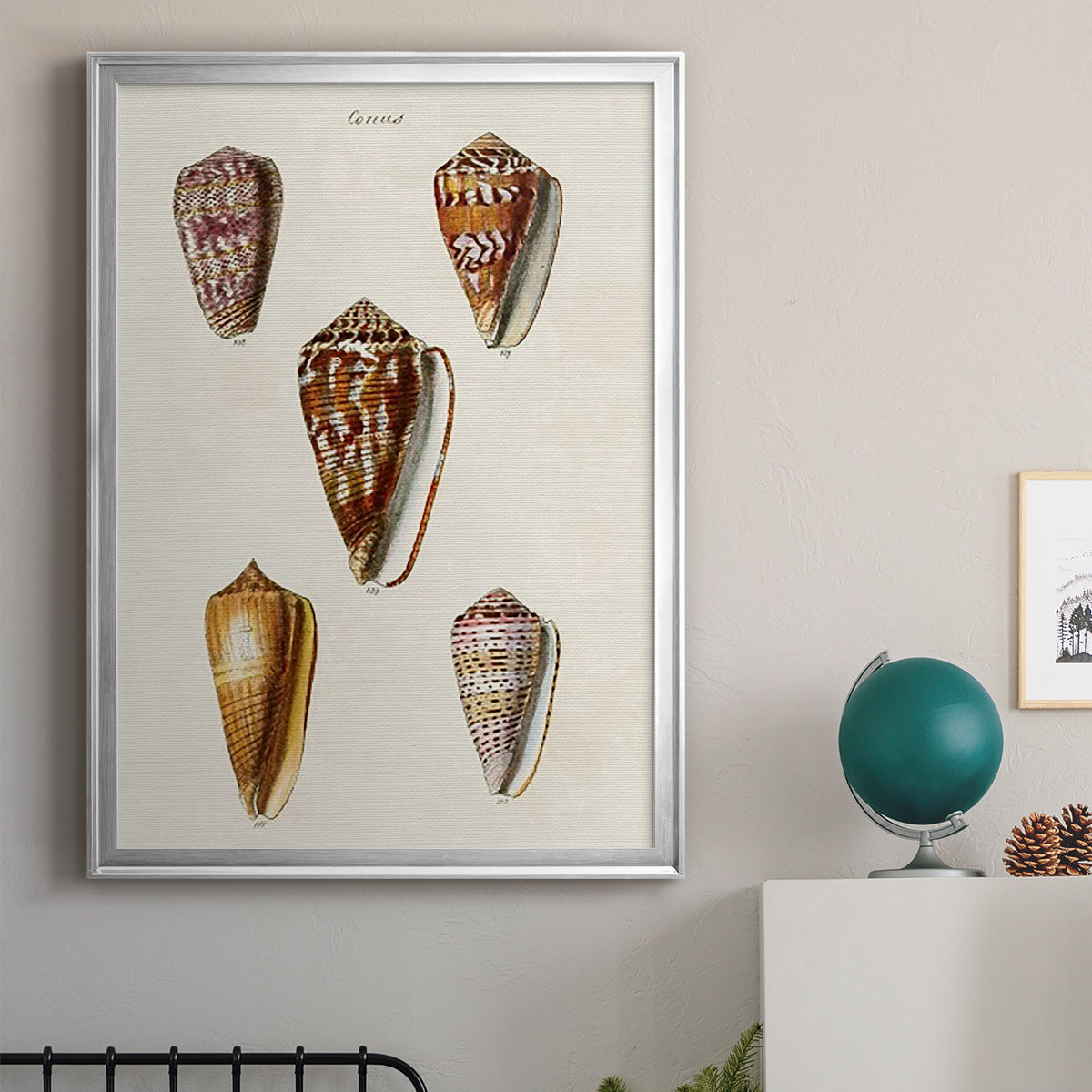 Cone Shell Collection VI - Modern Framed Canvas Print