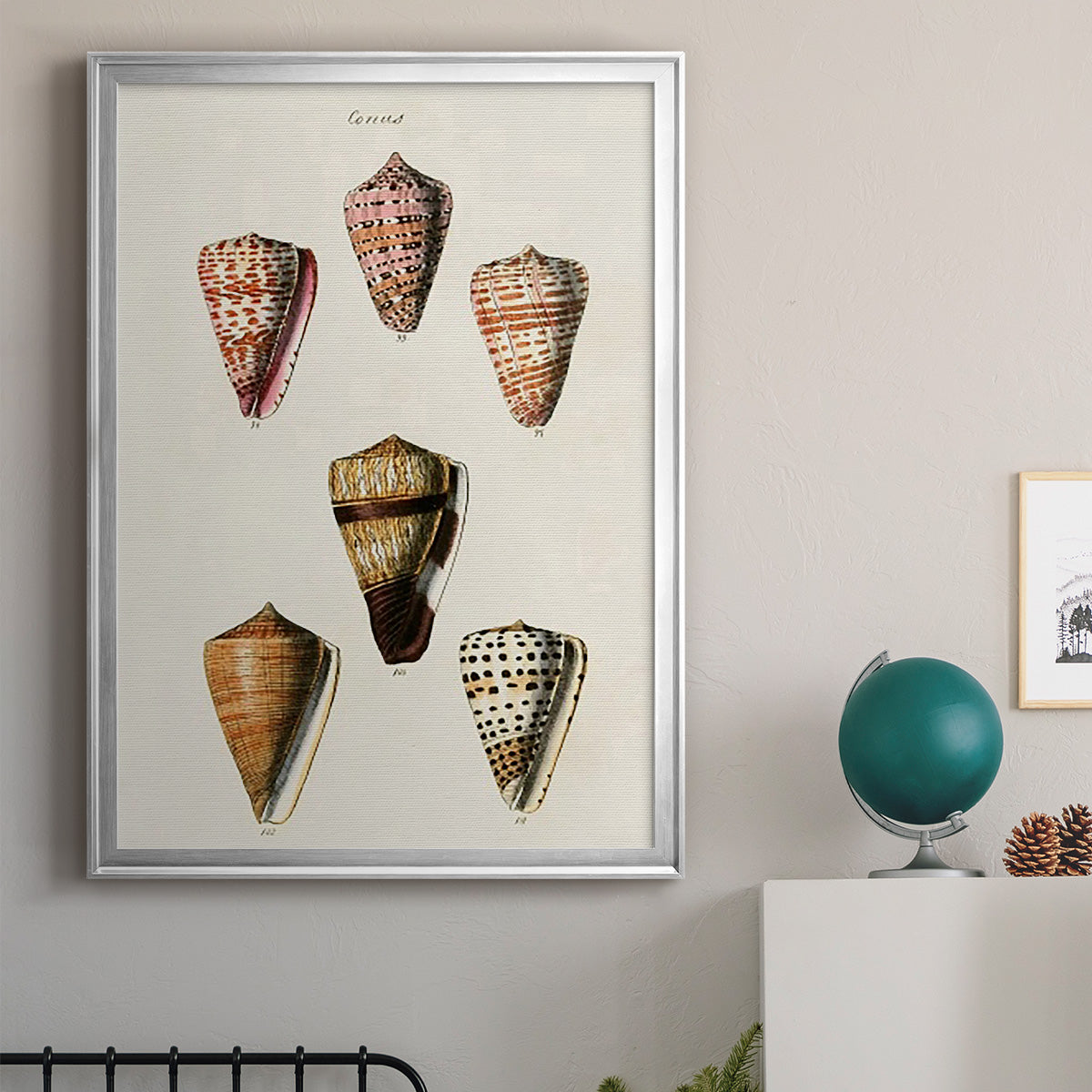 Cone Shell Collection IV - Modern Framed Canvas Print