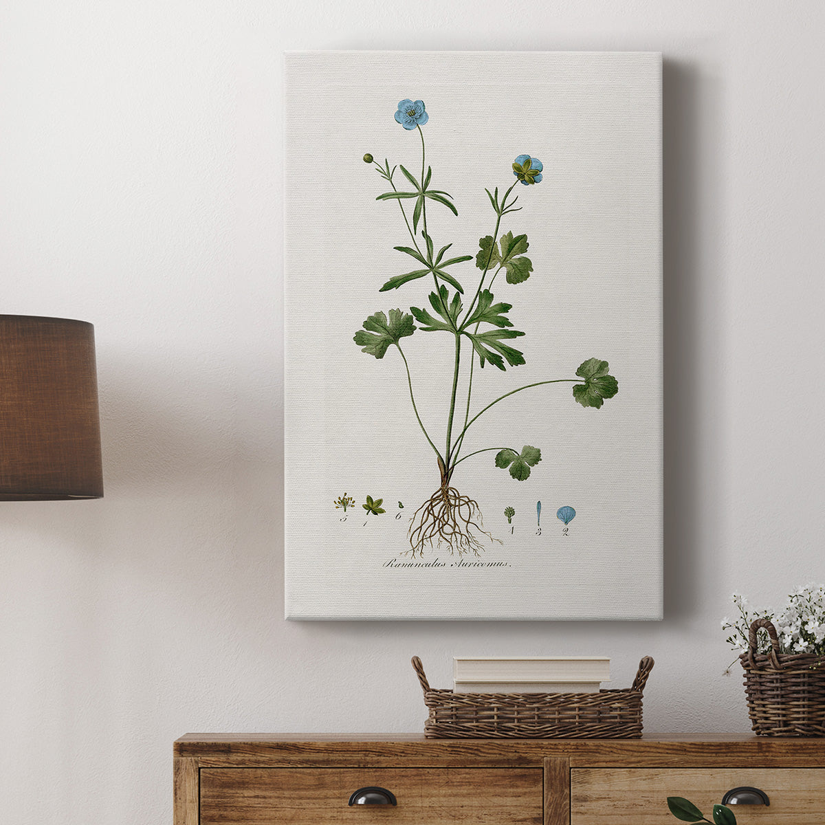 Buttercup Study - Canvas Art Print