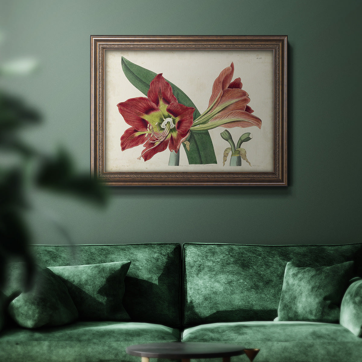 Amaryllis Splendor I Premium Framed Canvas- Ready to Hang