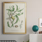 Antique Almond Botanical IV - Modern Framed Canvas Print