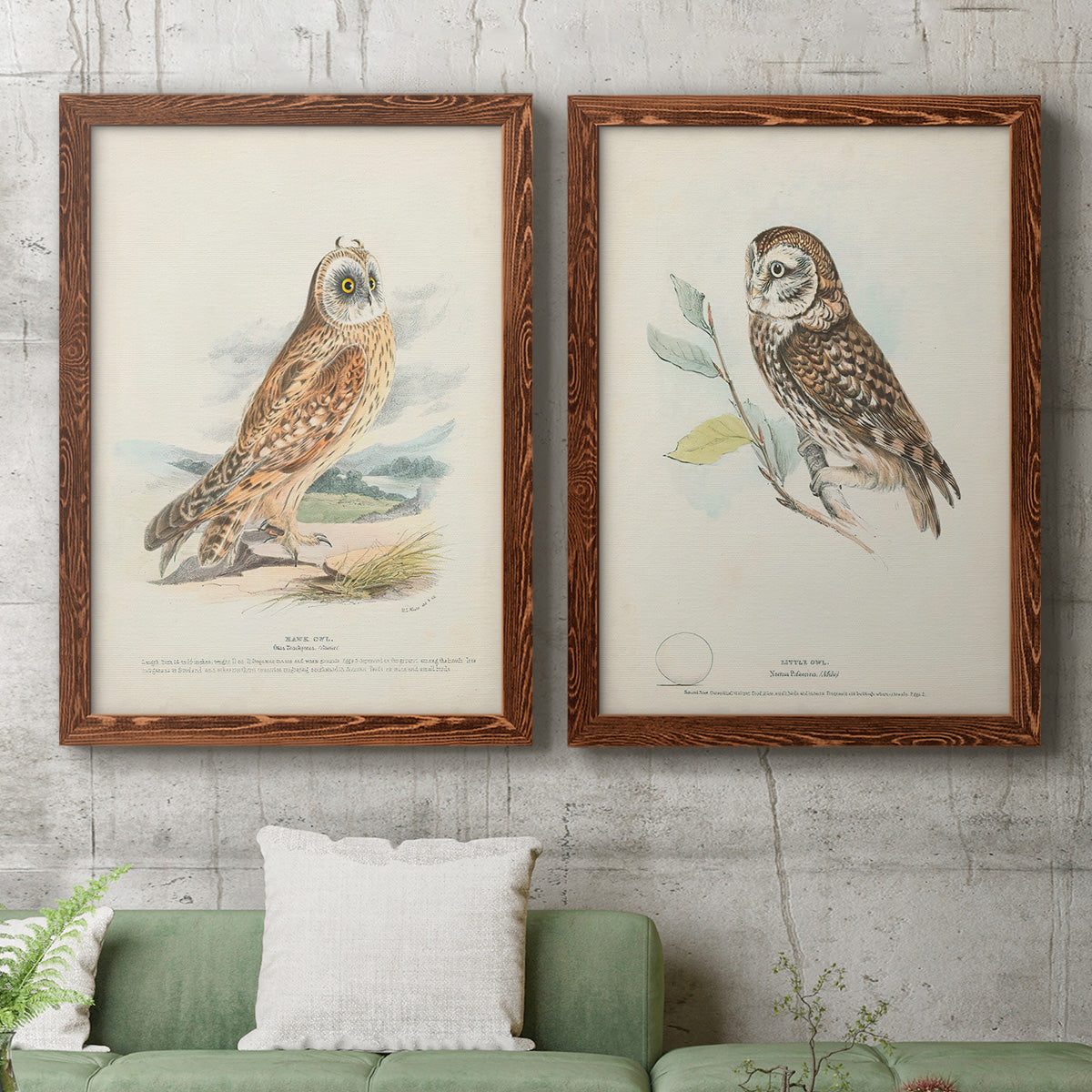 Hawk Owl - Premium Framed Canvas 2 Piece Set - Ready to Hang