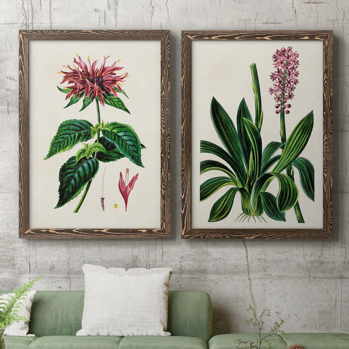 Set of two walnut barnwood framed canvas prints depicting a coordinated art pair of colorful flowering plant specimens rendered as antique botanical plate illustrations above a sofa in a modern living room.
