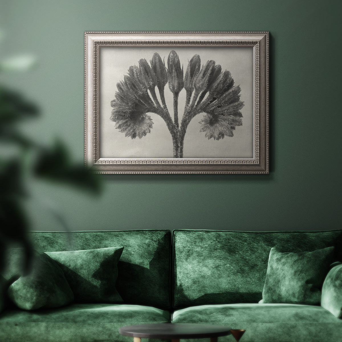 Vintage botanical plant study photograph by Karl Blossfeldt in an ornate vintage silver frame displayed in a dark-toned interior setting.