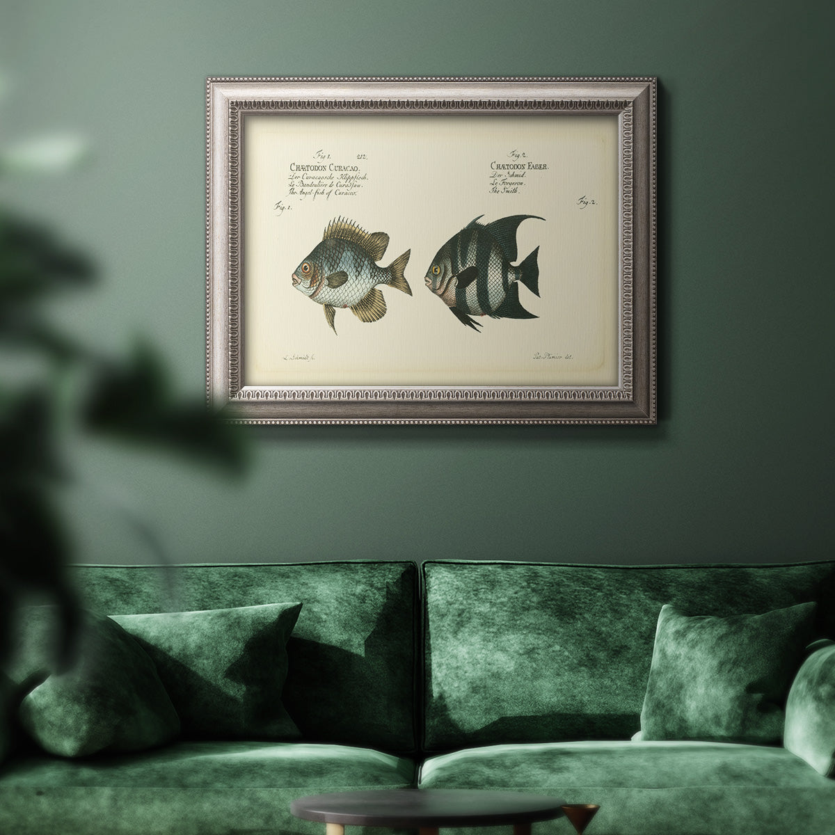 Antique fish chart illustration in an ornate vintage silver frame displayed in a dark-toned interior setting.