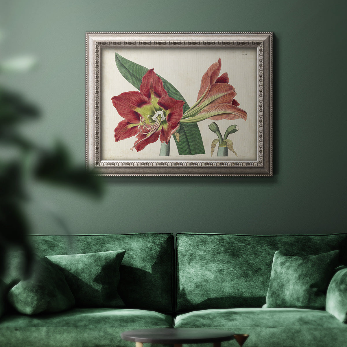 Antique amaryllis botanical flower illustration in an ornate vintage silver frame displayed in a dark-toned interior setting.