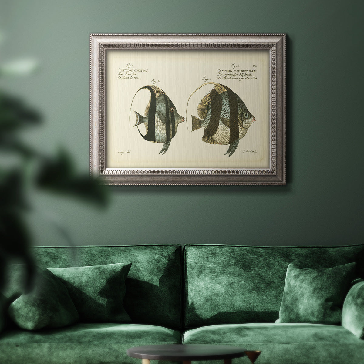 Antique fish species illustration diagram in an ornate vintage silver frame displayed in a dark-toned interior setting.