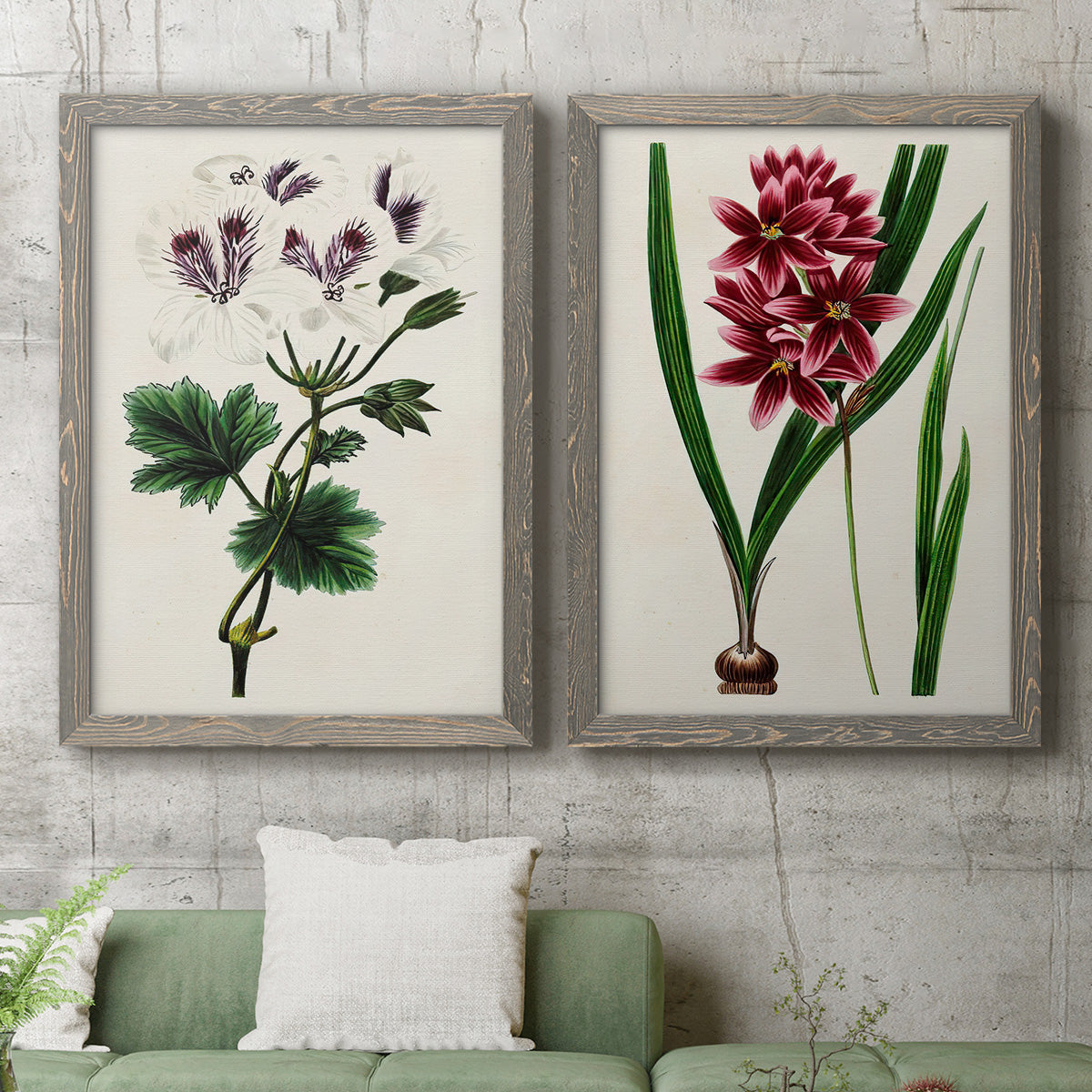 Set of two gray barnwood framed canvas prints depicting a coordinated art pair of colorful flowering plant specimens rendered as antique botanical plate illustrations above a sofa in a modern living room.