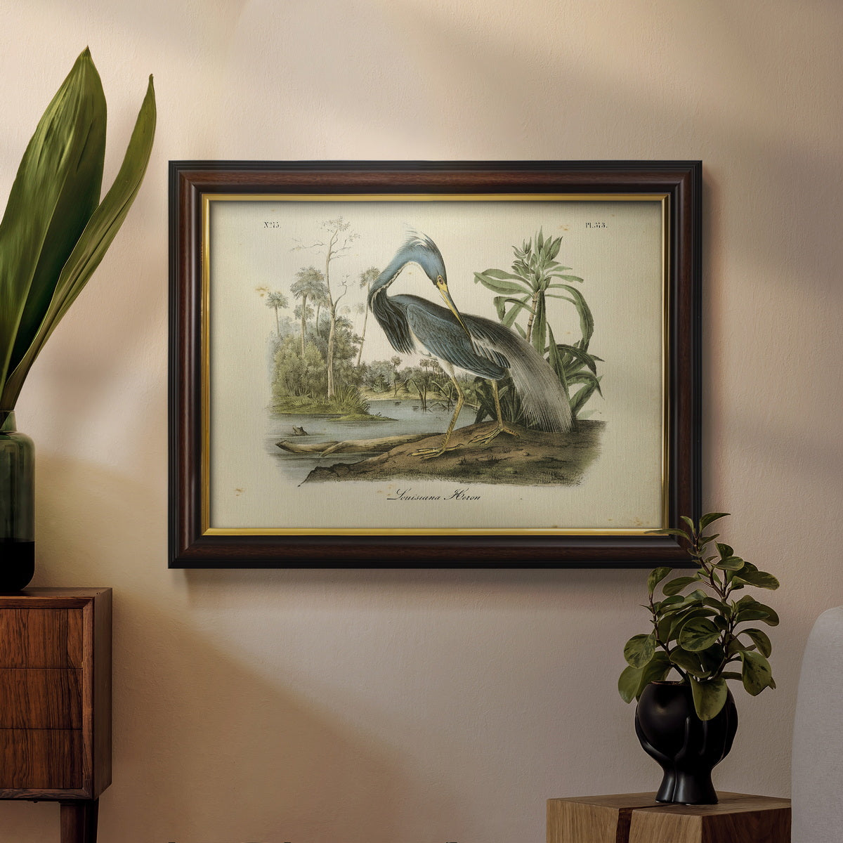 Audubons Louisiana Heron Premium Framed Canvas- Ready to Hang