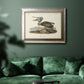 Audubons Brown Pelican - Ornate Framed Canvas Print