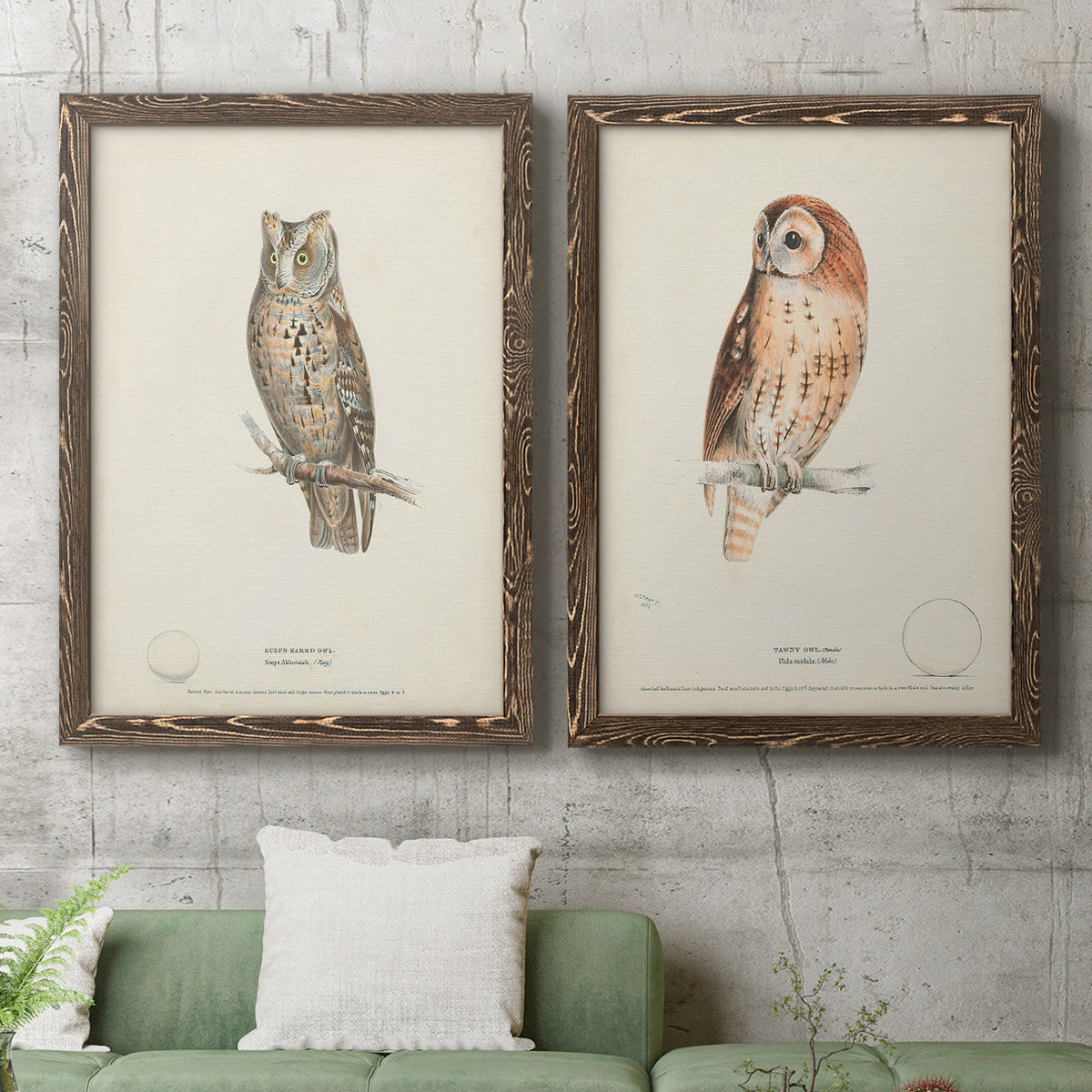 Scops- Eared Owl - Premium Framed Canvas 2 Piece Set - Ready to Hang