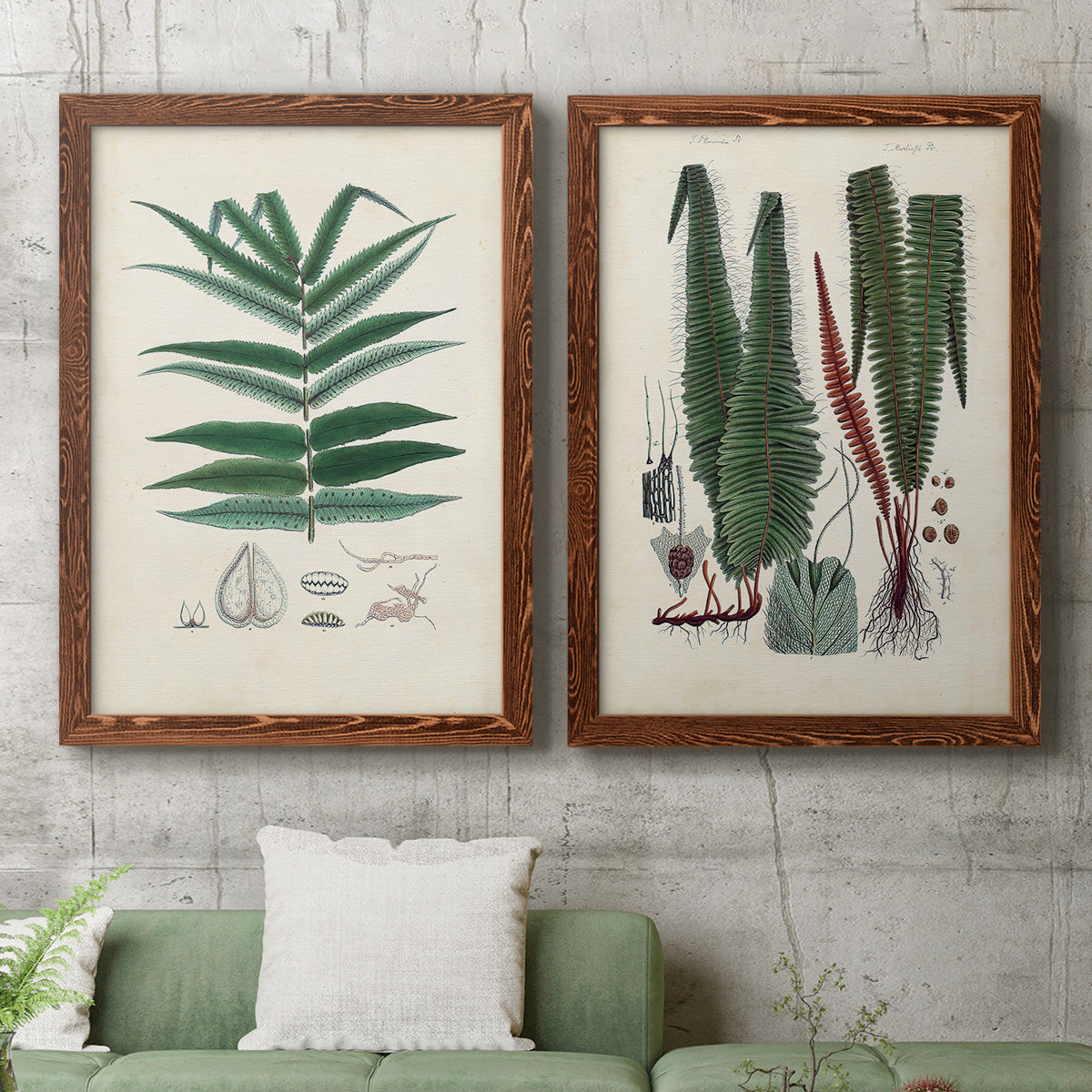Set of two maple barnwood framed canvas prints depicting a coordinated art pair of vintage fern specimens with botanical details rendered as natural-history fern plates above a sofa in a modern living room.