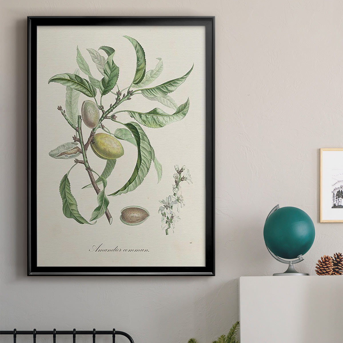 Antique Almond Botanical IV - Modern Framed Canvas Print