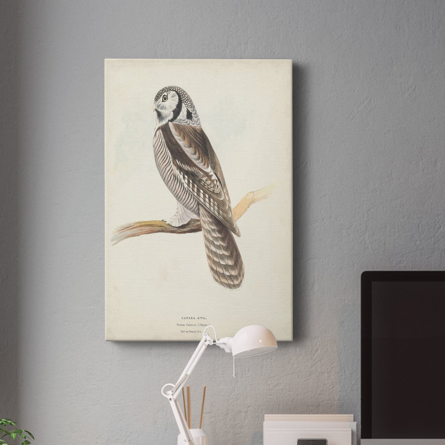 Canada Owl Premium Gallery Wrapped Canvas - Ready to Hang