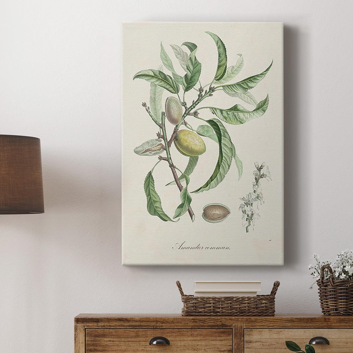 Antique Almond Botanical IV Premium Gallery Wrapped Canvas - Ready to Hang