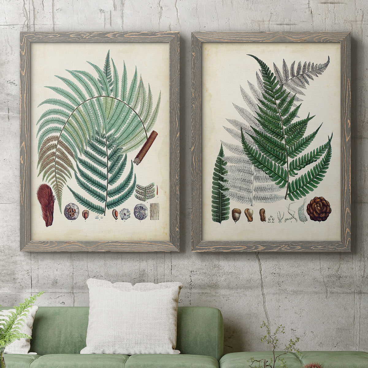 Set of two gray barnwood framed canvas prints depicting a coordinated art pair of vintage fern specimens with botanical details rendered as natural-history fern plates above a sofa in a modern living room.