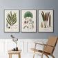 Botanical Society Ferns I - Framed Premium Gallery Wrapped Canvas L Frame 3 Piece Set - Ready to Hang