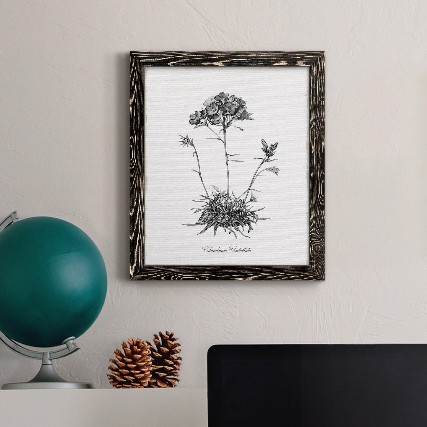 Simply Caladrinia - Premium Canvas Framed in Barnwood - Ready to Hang